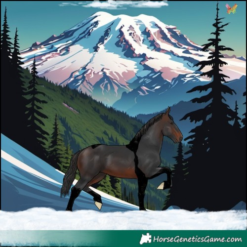 Horse Color:Void Brown Tobiano 