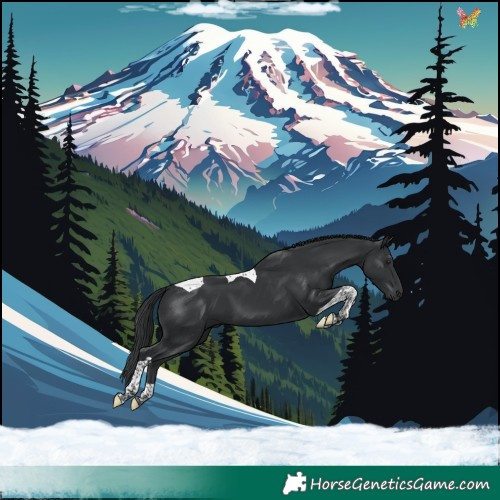 Horse Color:Black Tobiano