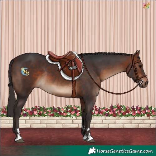 Horse Color:Bay Rabicano