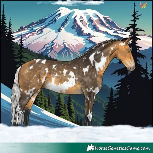 Horse Color:White Spotted Silver Buckskin Rabicano