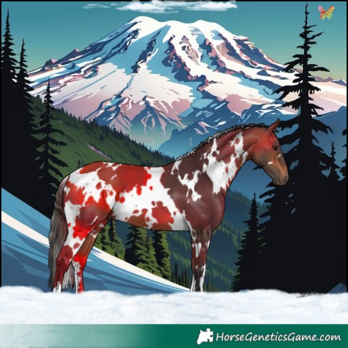 Horse Color:White Spotted Bay 