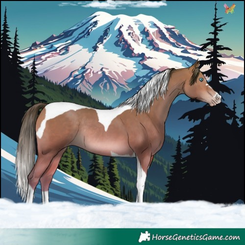 Horse Color:Amber Champagne Tobiano Rabicano