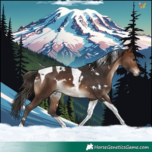 Horse Color:White Spotted Brown Tobiano