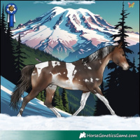 Horse Color:White Spotted Brown Tobiano 
