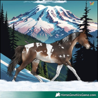 Horse Color:White Spotted Brown Tobiano