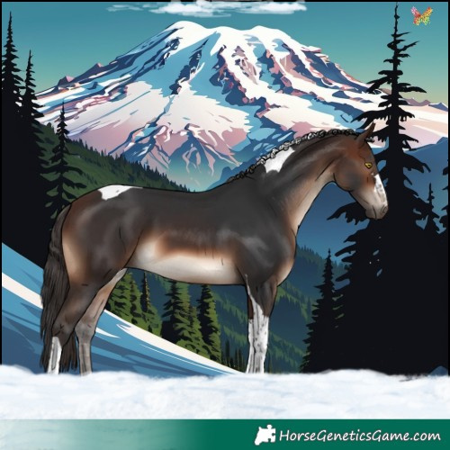 Horse Color:Brown Tobiano