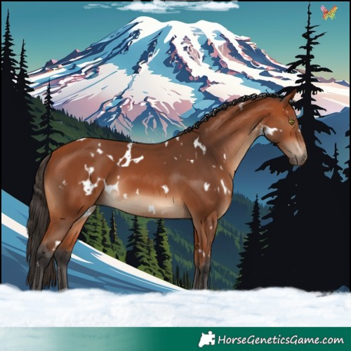 Horse Color:White Spotted Bay