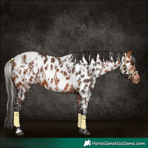 Horse Color:Bay Leopard  and Bay Near Leopard 