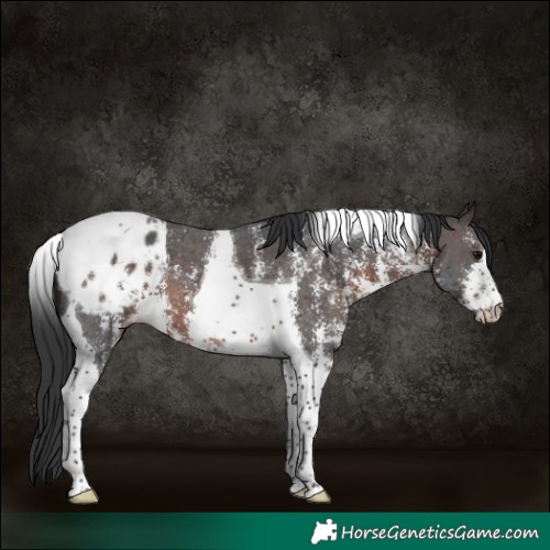 Horse Color:Brown Sabino Tobiano Varnish 