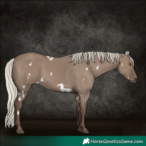 Horse Color:White Spotted Silver Grullo 