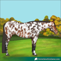 Horse Color:Bay Appaloosa  and Bay Appaloosa 