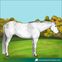 Horse Color:Gray White Spotted Black  and Gray White Spotted Black Appaloosa 