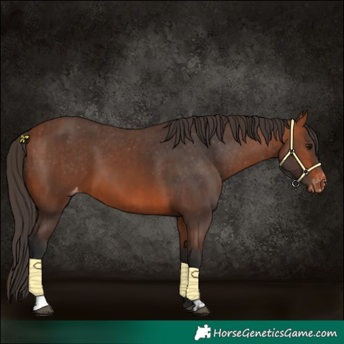 Horse Color:Bay Varnish  and Bay Varnish 