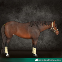 Horse Color:Bay Appaloosa  and Bay Appaloosa 