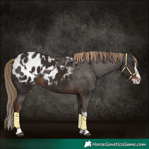 Horse Color:Liver Chestnut Sabino Splash Blanket and Liver Chestnut Sabino Splash Blanket