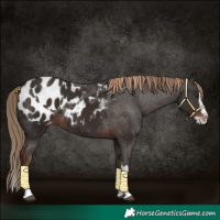Horse Color:Liver Chestnut Sabino Splash Appaloosa  and Liver Chestnut Sabino Splash Appaloosa 