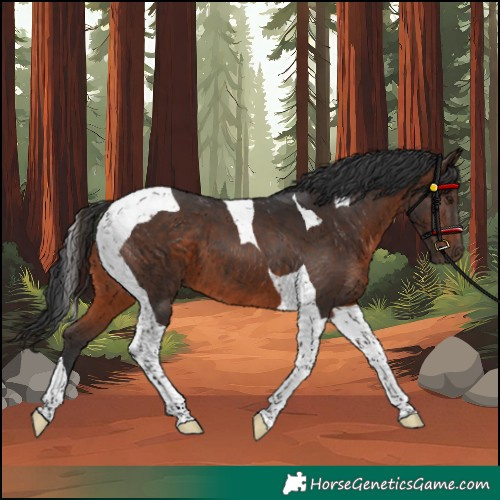 Horse Color:Brown Tobiano