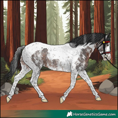 Horse Color:Unknown 
