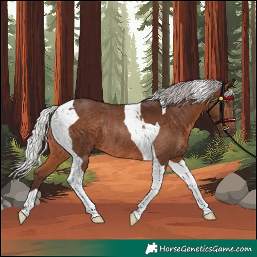 Horse Color:Silver Brown Tobiano Rabicano