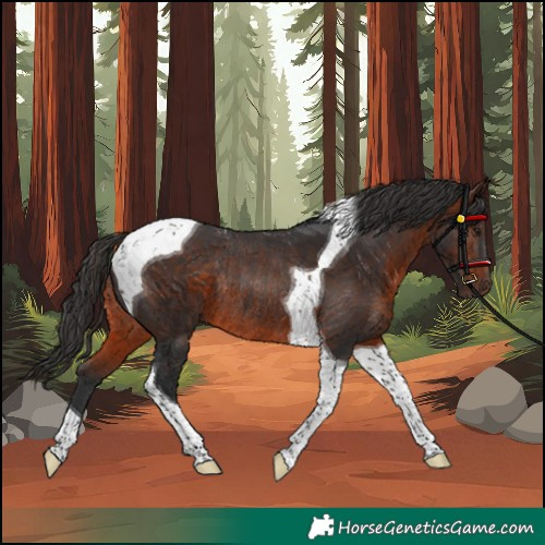 Horse Color:Unknown 