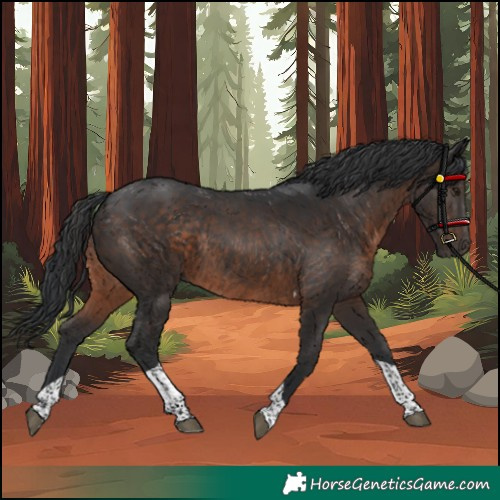 Horse Color:Brown Tobiano Rabicano 