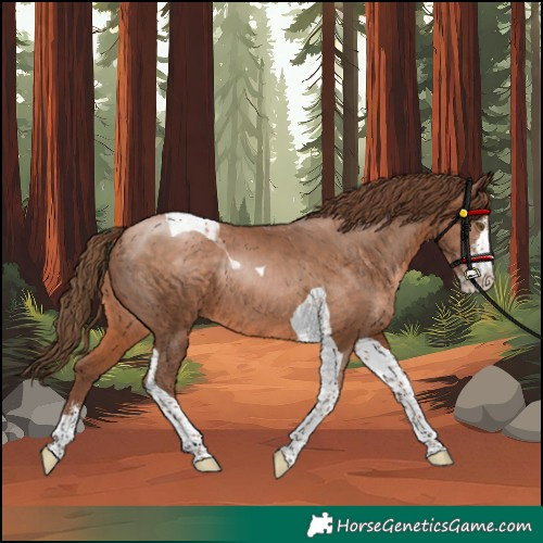 Horse Color:Unknown 