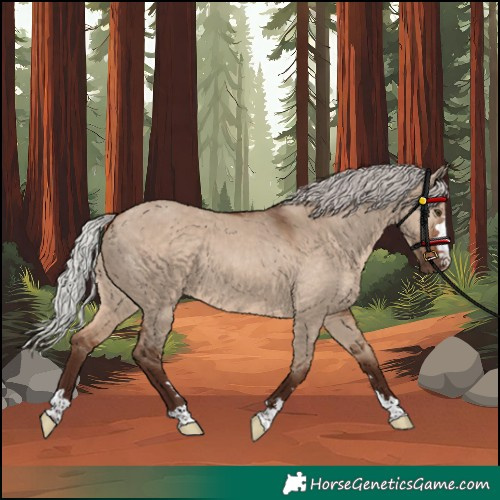 Horse Color:Unknown
