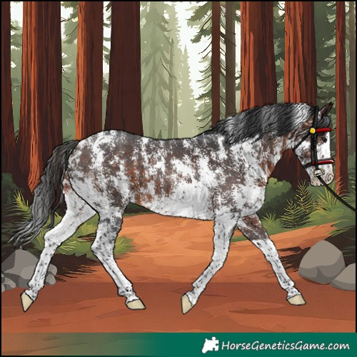 Horse Color:Unknown 