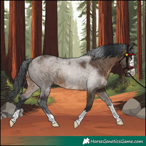 Horse Color:Brown Dun