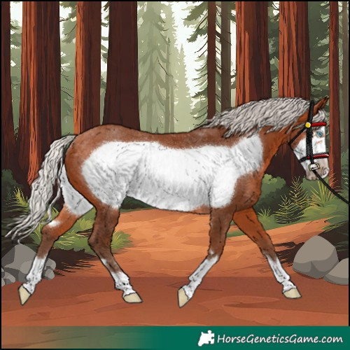 Horse Color:Unknown 