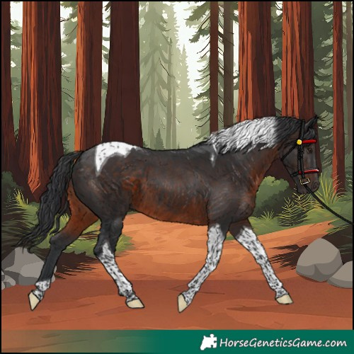 Horse Color:Brown Tobiano
