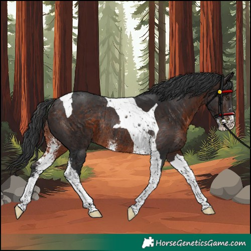 Horse Color:Brown Sabino Tobiano Rabicano 