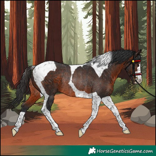 Horse Color:Unknown 