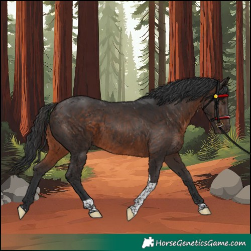 Horse Color:Unknown 