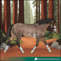 Horse Color:Bay Dun Rabicano 