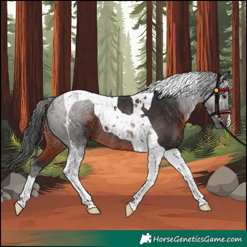 Horse Color:Brown Tobiano Rabicano