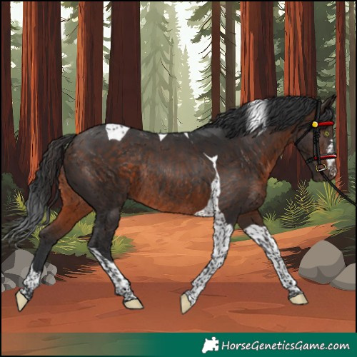 Horse Color:Brown Tobiano Rabicano 