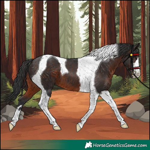 Horse Color:Brown Tobiano 