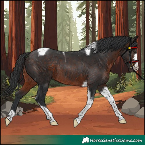 Horse Color:Brown Tobiano Rabicano