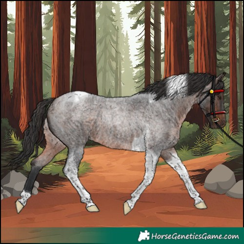 Horse Color:Unknown 