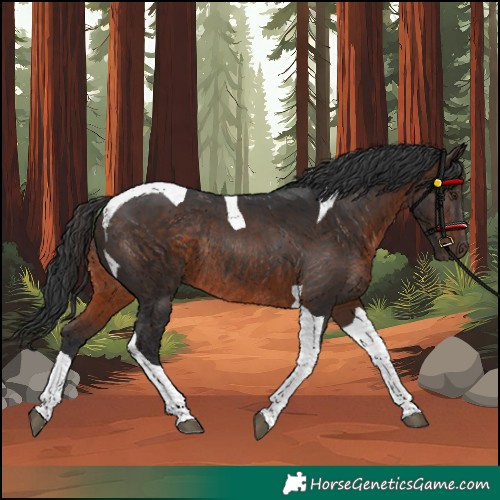 Horse Color:Unknown 