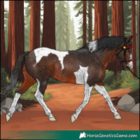 Horse Color:Brown Tobiano Rabicano