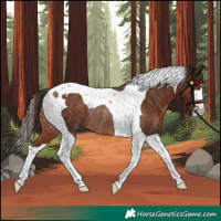 Horse Color:Liver Chestnut Tobiano Rabicano