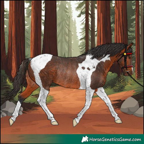 Horse Color:Bay Tobiano Rabicano 