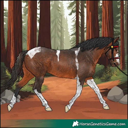 Horse Color:Bay Tobiano
