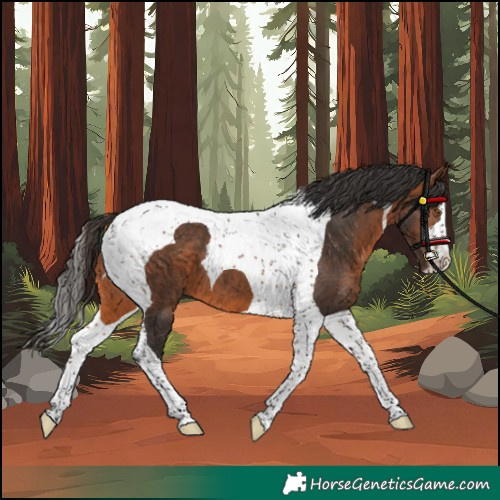 Horse Color:Bay Tobiano