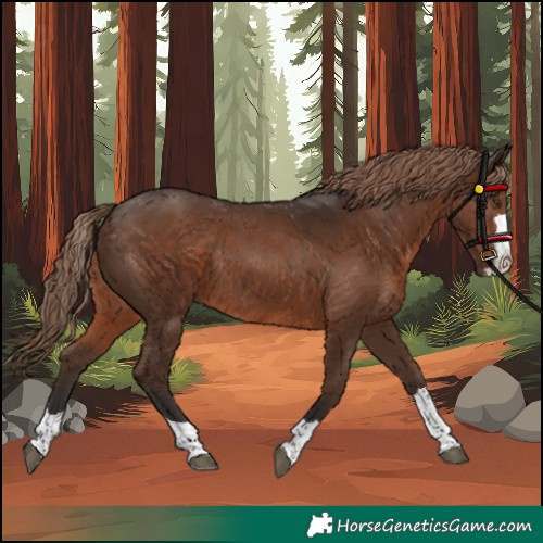 Horse Color:Liver Chestnut Rabicano 