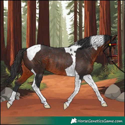 Horse Color:Bay Tobiano Rabicano