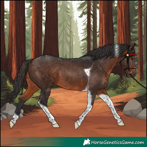 Horse Color:Brown Tobiano Rabicano