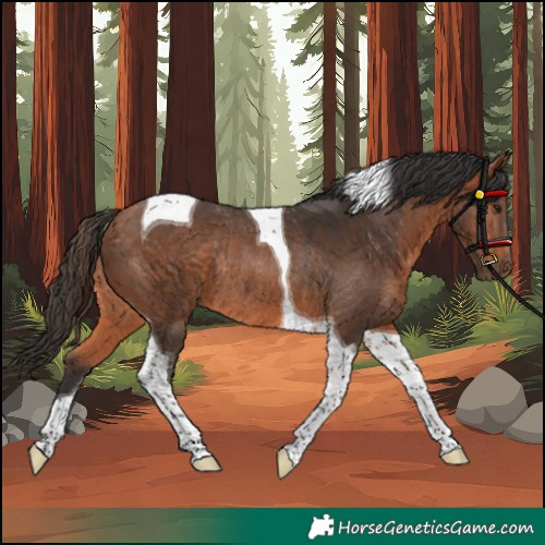 Horse Color:Bay Tobiano Rabicano